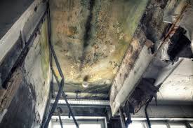 Best Attic Mold Removal  in Holmes Beach, FL